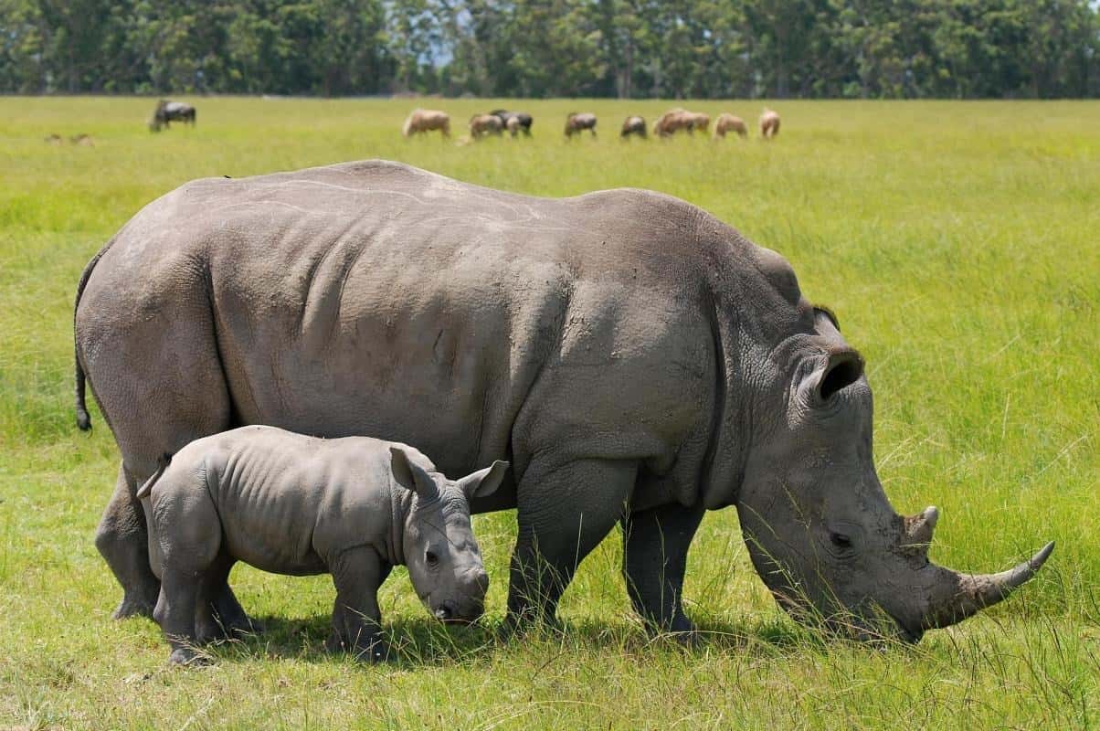 Experience Authentic Kenya: Safaris & Coastal Wonders