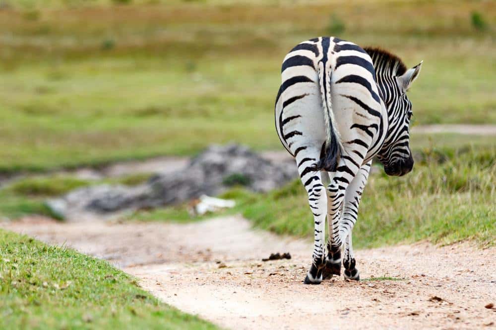 Experience South Africa: Safaris, Landscapes & Culture