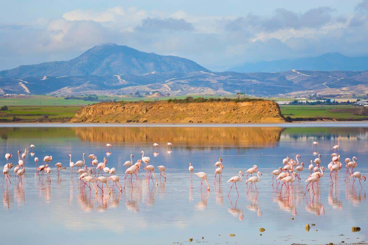 Larnaca Travel Guide: Sun, Sea, and Ancient Wonders