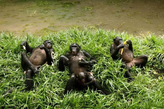 Explore Democratic Republic of Congo: Wild & Wonders