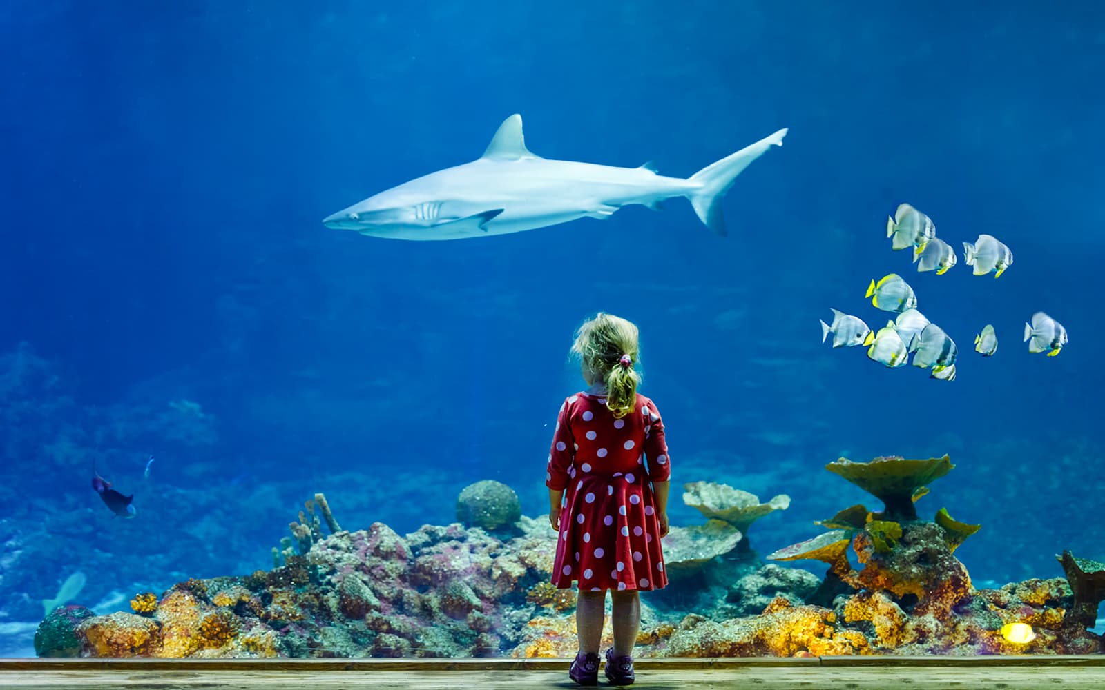 Explore Marine Wonders at Aquarium de Paris
