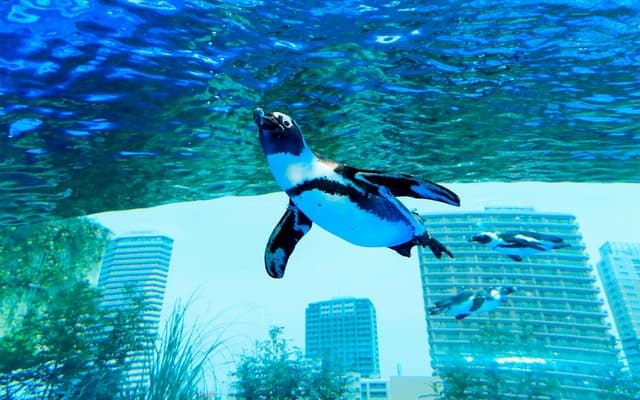 Sunshine Aquarium Tickets