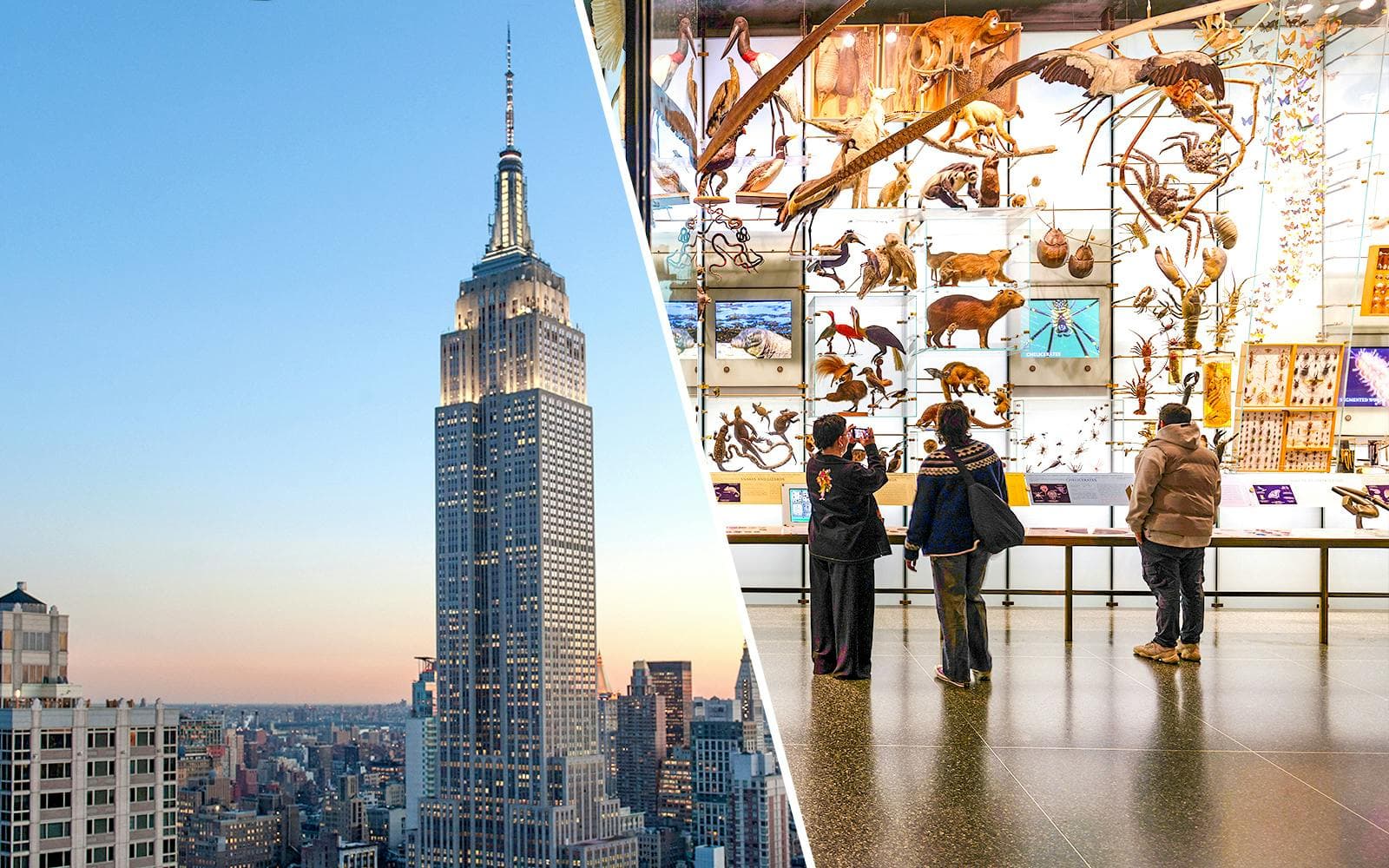 Top Rated Tours: AMNH New York City