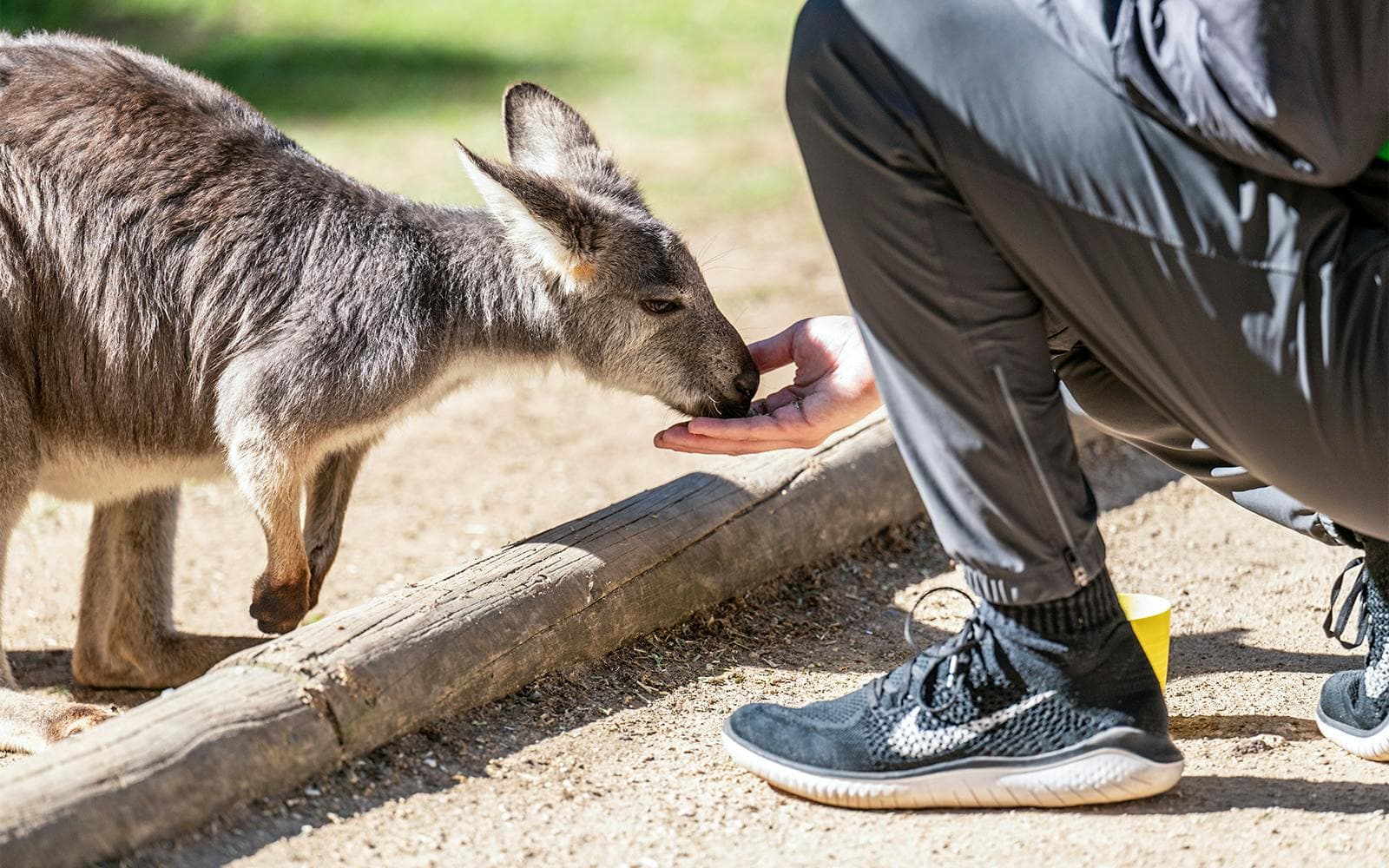 Book Sydney Featherdale Wildlife Tours