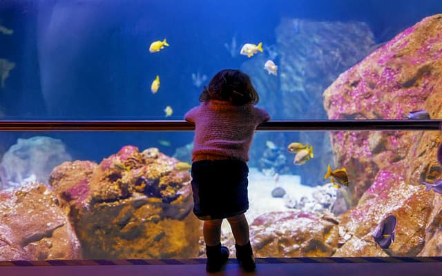 Livorno Aquarium Tickets: A Sea of ​​Discoveries