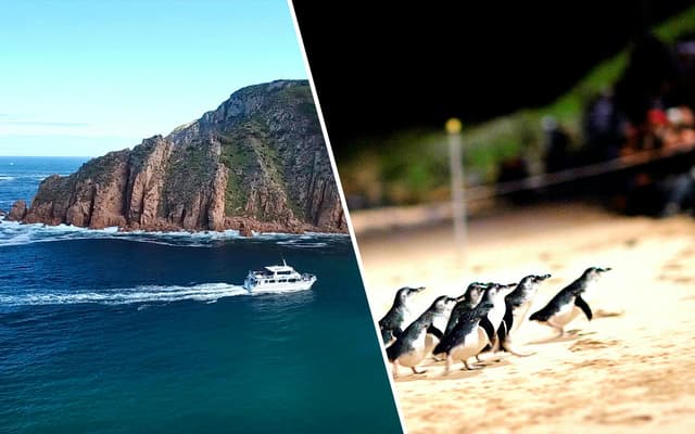 Combo: Cape Woolamai Morning Cruise + Phillip Island Nature Parks Penguin Parade Tickets
