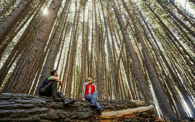 From Bariloche: Victoria Island & Arrayanes Forest Tour