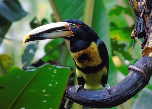 Quito: Mindo Cloud Forest and Bird Watching Tour