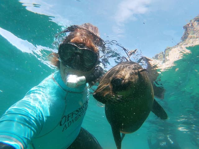 Plettenberg Bay: Swim with Seals