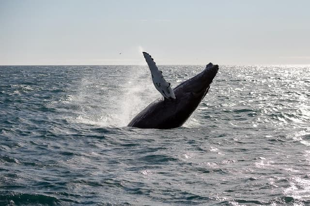 From Reykjavik: Whale Watching Tour
