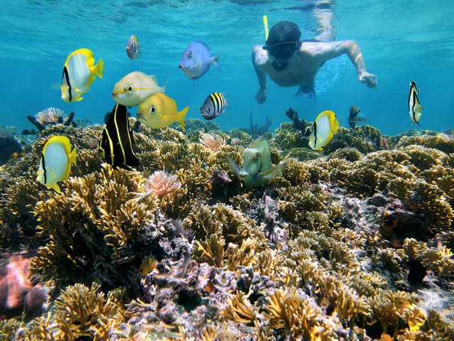 Playa Mantas: Morning Guided Snorkeling Tour Near Jaco Beach