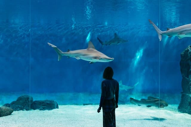 Genoa: Aquarium of Genoa with Lunch