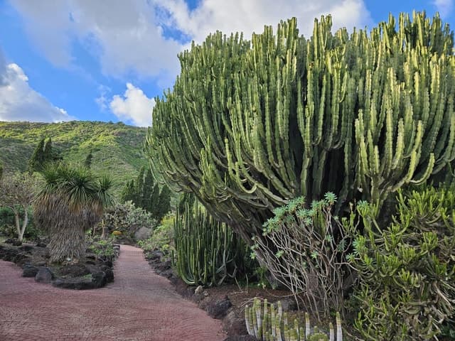 Las Palmas: Botanic Garden Tour with Bandama Caldera Option