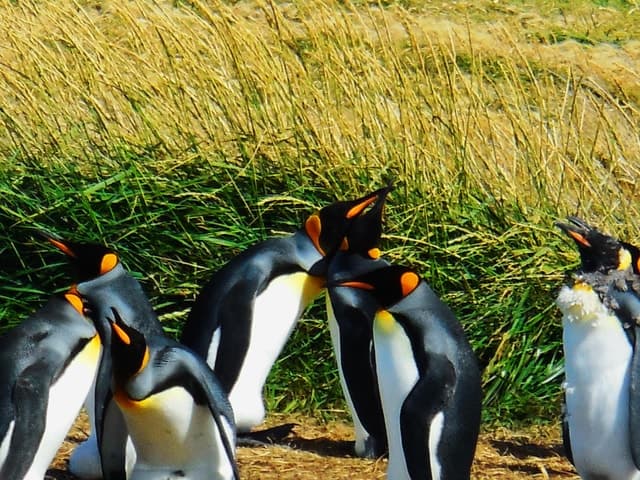 From Punta Arenas: King Penguin Tour in Tierra del Fuego