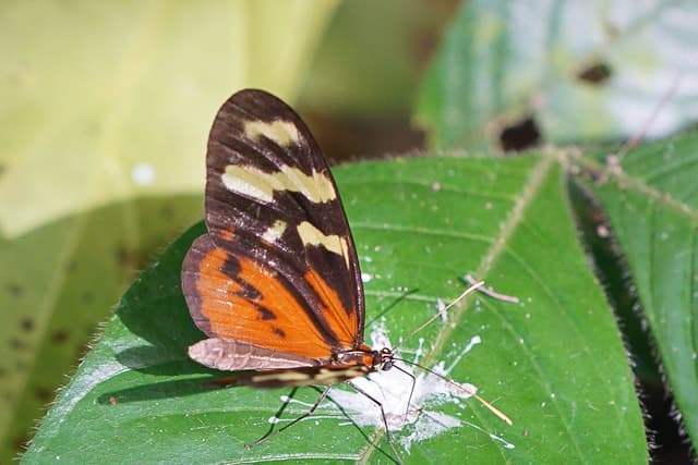 Panama City: Soberania National Park Rainforest Hike