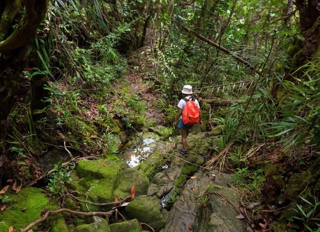 Best Khao Sok Jungle Hike & River Adventure from Khao Lak