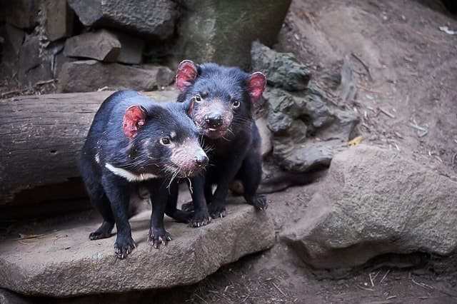 Tasmanian Devil Unzoo: Behind-the-Scenes Devil Tracker Tour