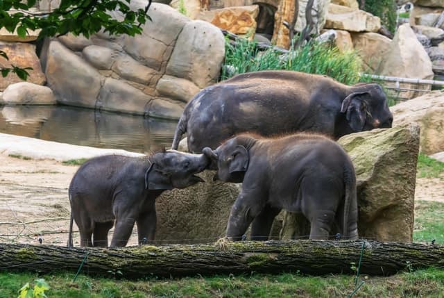Prague Zoo Skip-the-line Tickets and Private Transfers