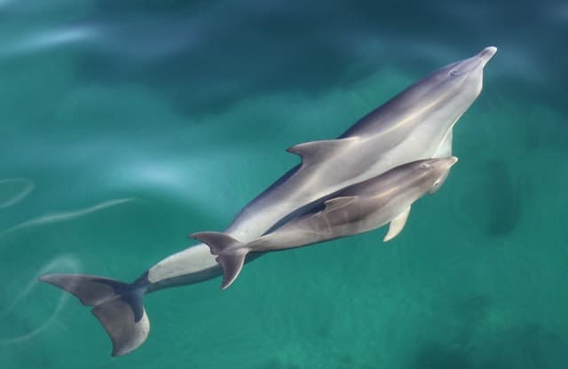 Best Dolphin Sanctuary Kayak Tours in Adelaide