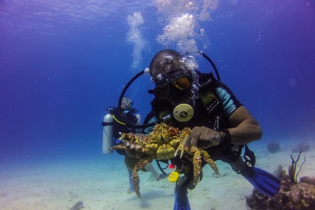 La Romana: Scuba Diving in Catalina Island