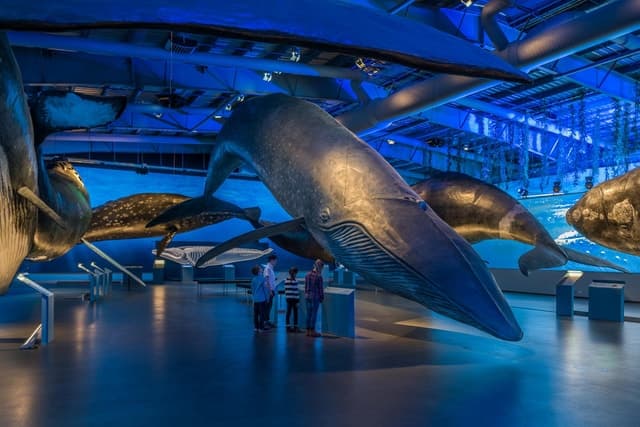 Whales of Iceland Exhibition: A Must-See Reykjavik Attraction