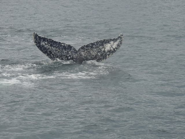 Whales, Penguins & Glaciers Navigation From Punta Arenas