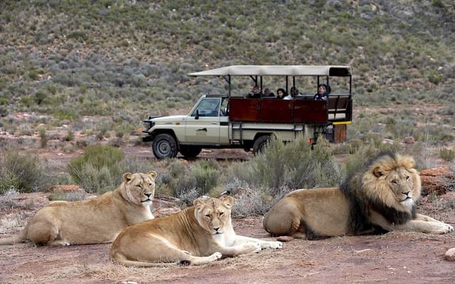 4-Day Private Highlights Tour & Overnight Big5 Aquila Safari
