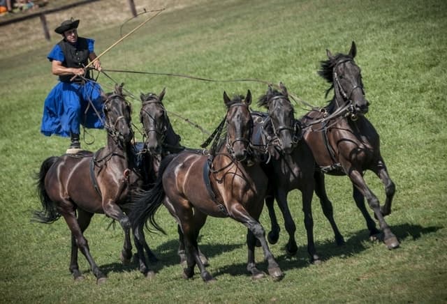 Top-Rated Horse Show Tours Budapest