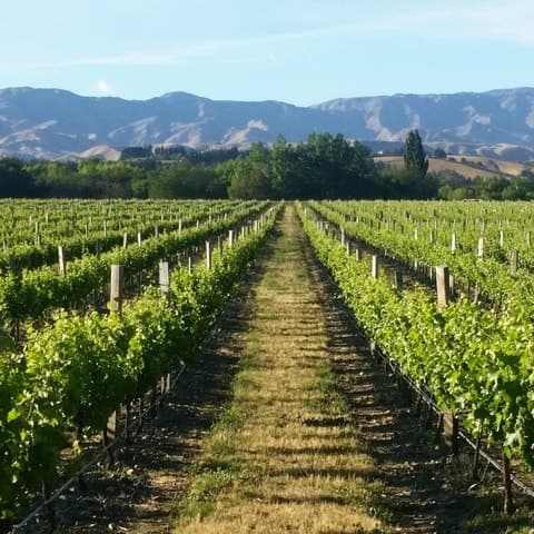 Marlborough Full Day Wine Tour