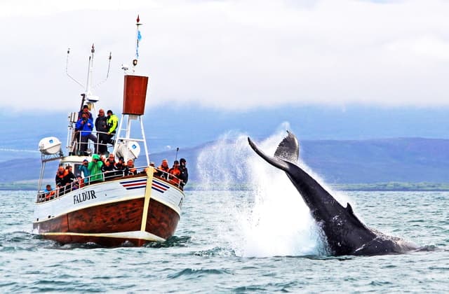 Húsavík: Traditional Whale Watching by Local Family Company