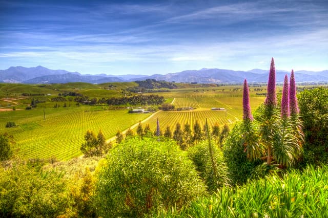 Marlborough Wine Tour in Blenheim: Tastings & Vineyards