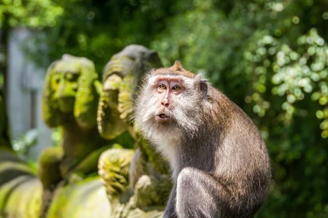 Ubud: Monkey Forest, Rice Terraces & Art Craft Village Tour