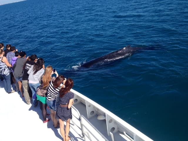 Perth: Whale Watching Cruise from Hillarys Boat Harbour