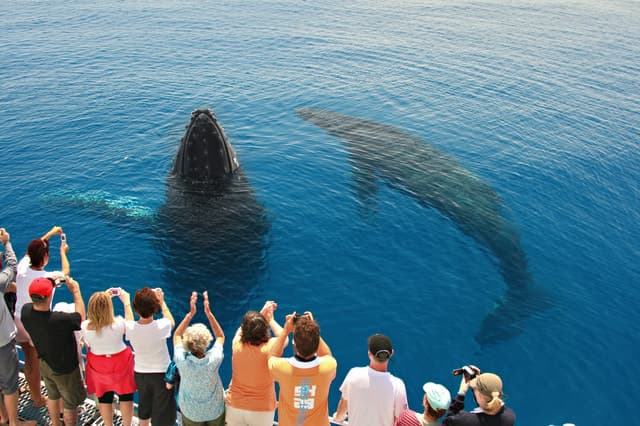 Hervey Bay 4-Hour Whale Watch Encounter