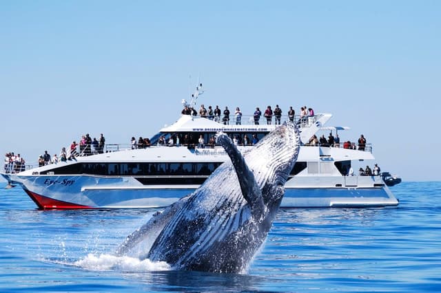 Brisbane Whale Watching Cruise