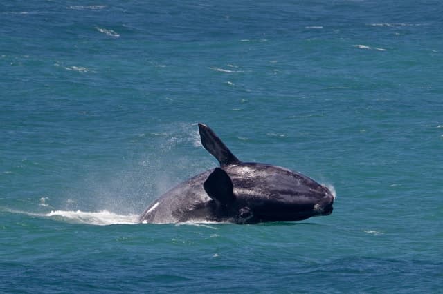 From Cape Town: Full Day Hermanus Whale Watching Tour
