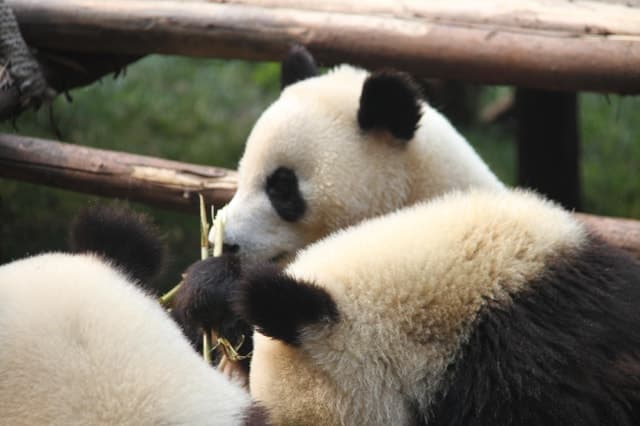 Chengdu: Small group tour to Panda, Buddha & Mount Qingcheng