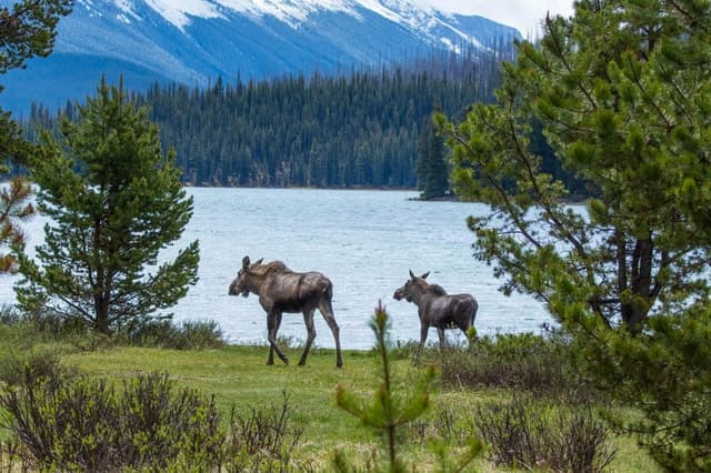 Jasper: Wildlife and Sightseeing Tour with Lakeshore Hike