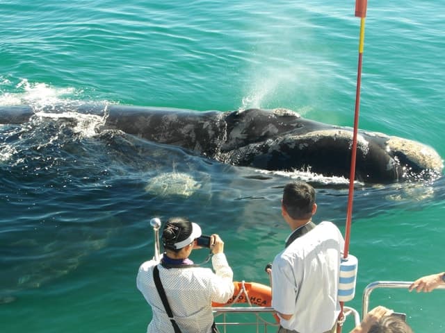 Best Land-Based Whale Watching Tours