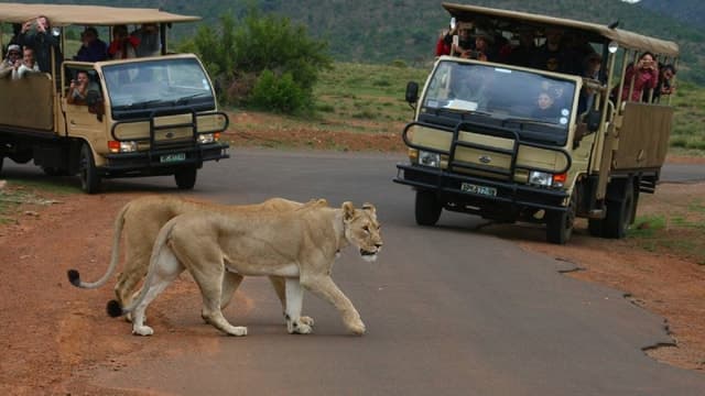 From JNB: Pilanesberg Safari incl. Lunch Full day