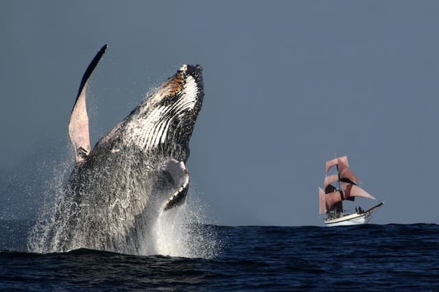 Sydney: Sydney Harbour Tall Ship Whale Watching & Sailing