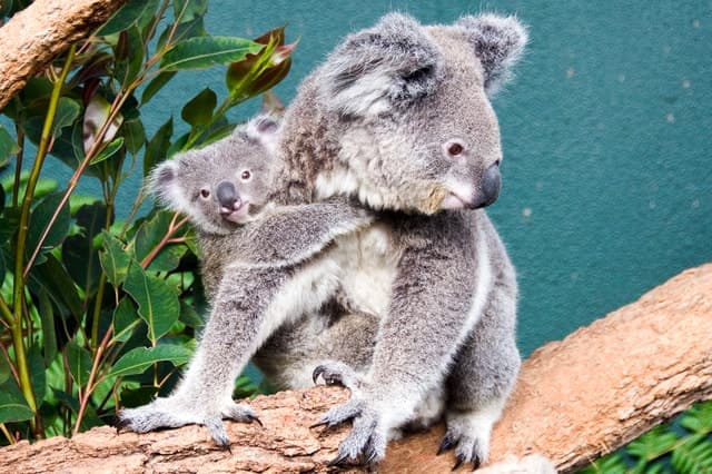 Ultimate Wildlife Encounters at WILD LIFE Sydney Zoo