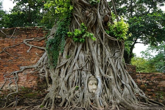 From Bangkok: Ayutthaya & Khao Yai National Park Day Trip