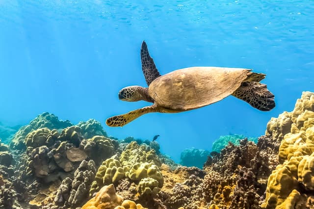 Maui: Eco-Friendly Molokini & Turtle Town Tour with Meals