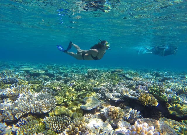 Port Douglas: Outer Barrier Reef Snorkel and Dive Options