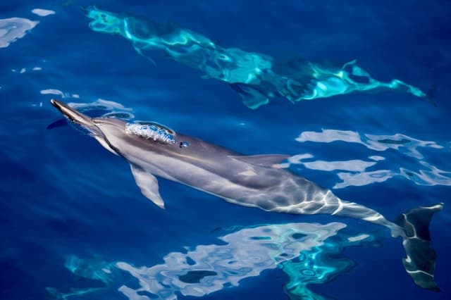 Maui: Lanai Snorkel & Dolphin Watch with Lunch