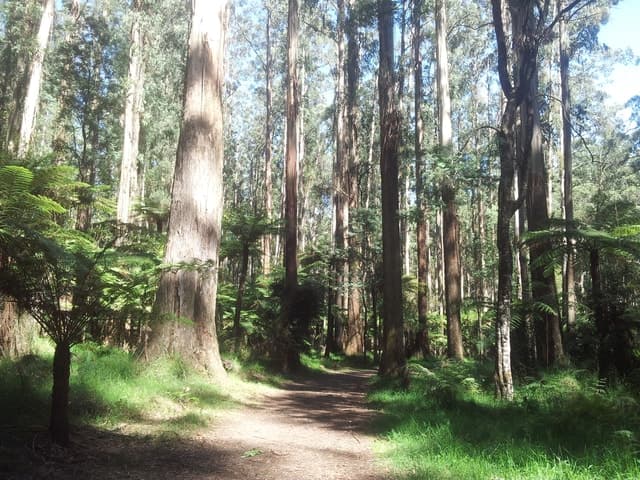 Explore Melbourne's Best Yarra Valley & Dandenong Eco Hike