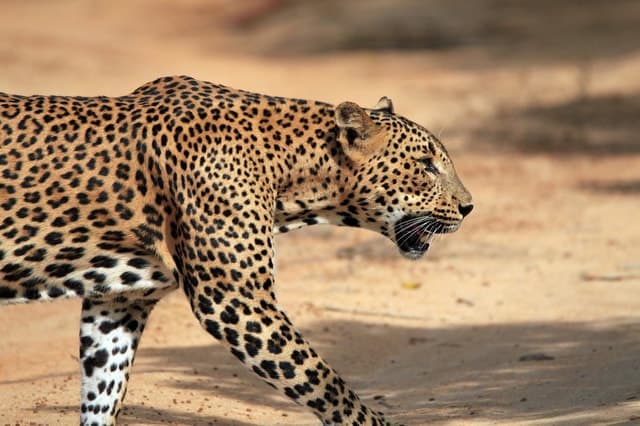 Yala National Park: Half, 7-Hour, or Full-Day Safari & Meals