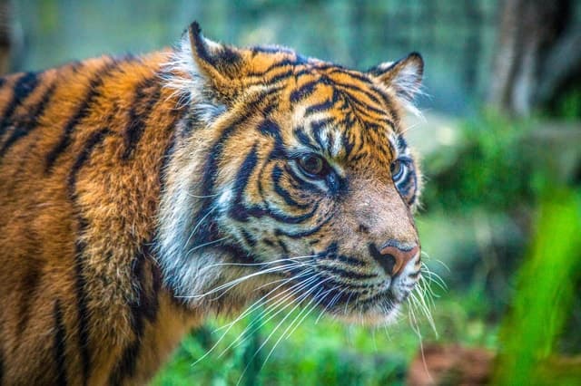 Taronga Zoo Sydney: Iconic Wildlife & Harbour Views