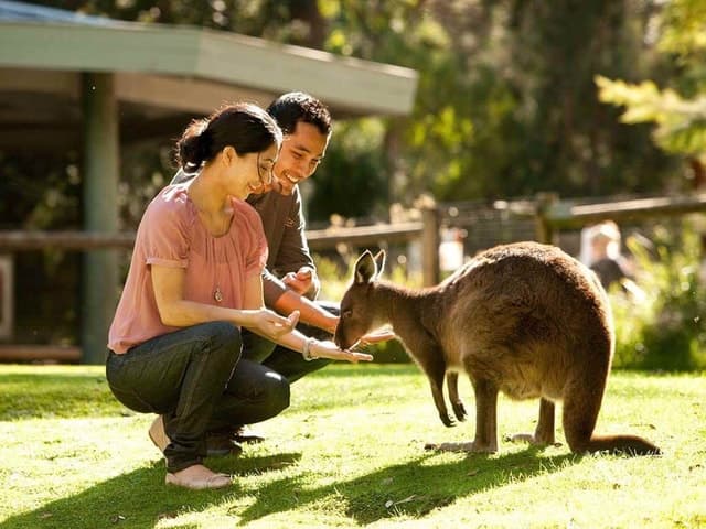 Perth Wildlife Park & City Highlights - Small Group Tours
